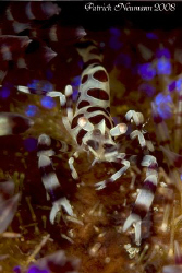 Coleman shrimp taken with Canon 400D/Hugyfot by Patrick Neumann 